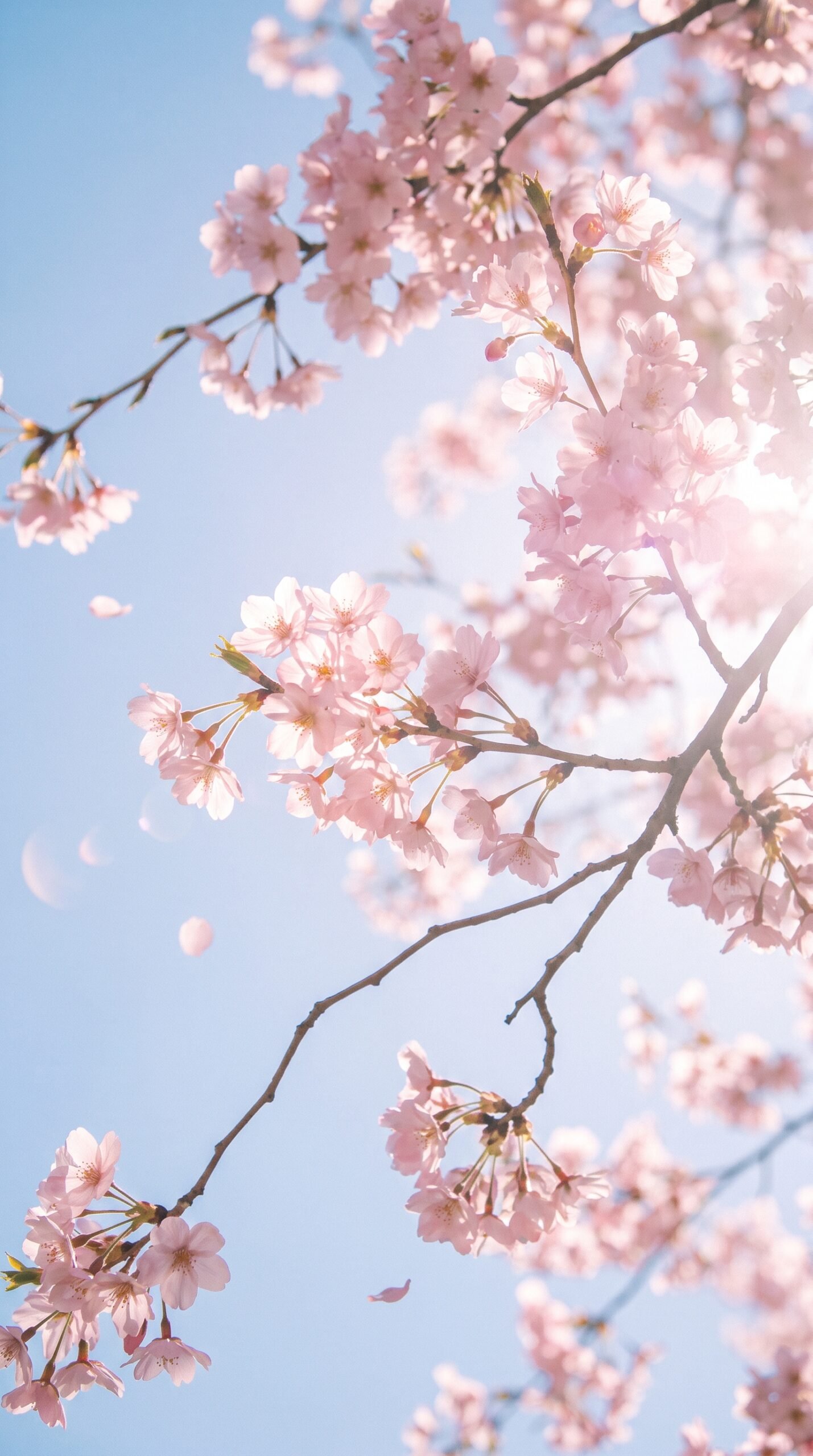 Blossom Sky Wallpaper